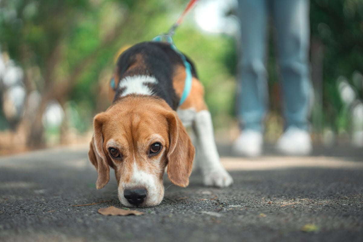 Beagle dog sniffs the ground while walking with owner in dog park summer.