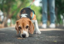 Beagle dog sniffs the ground while walking with owner in dog park.