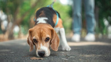 Beagle dog sniffs the ground while walking with owner in dog park summer.