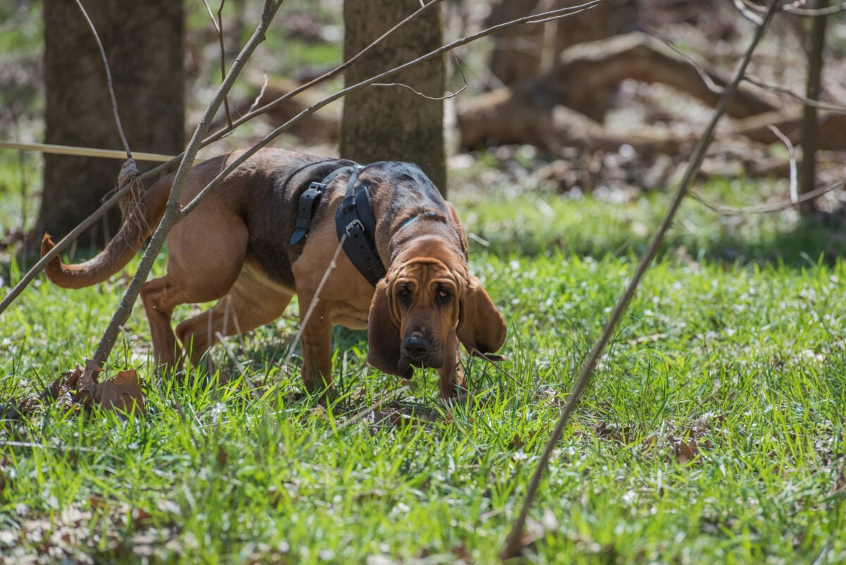 Bloodhound wearing a harness and tracking in the woods.