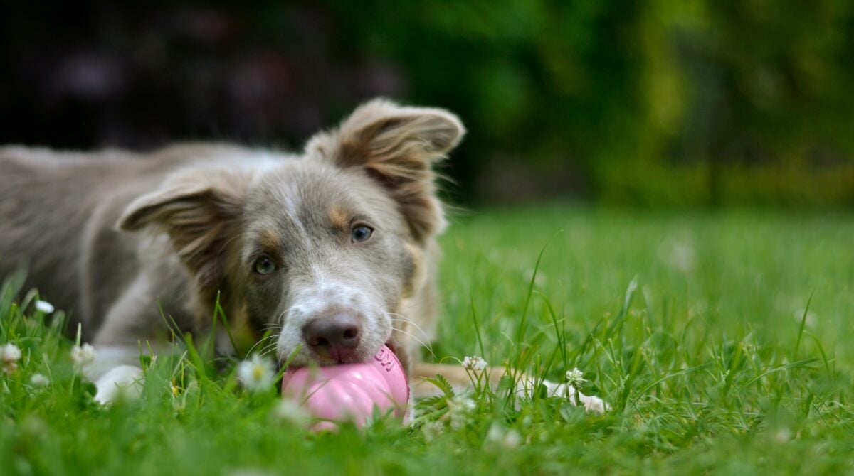 Border Collie puppy enjoying KONG treats.