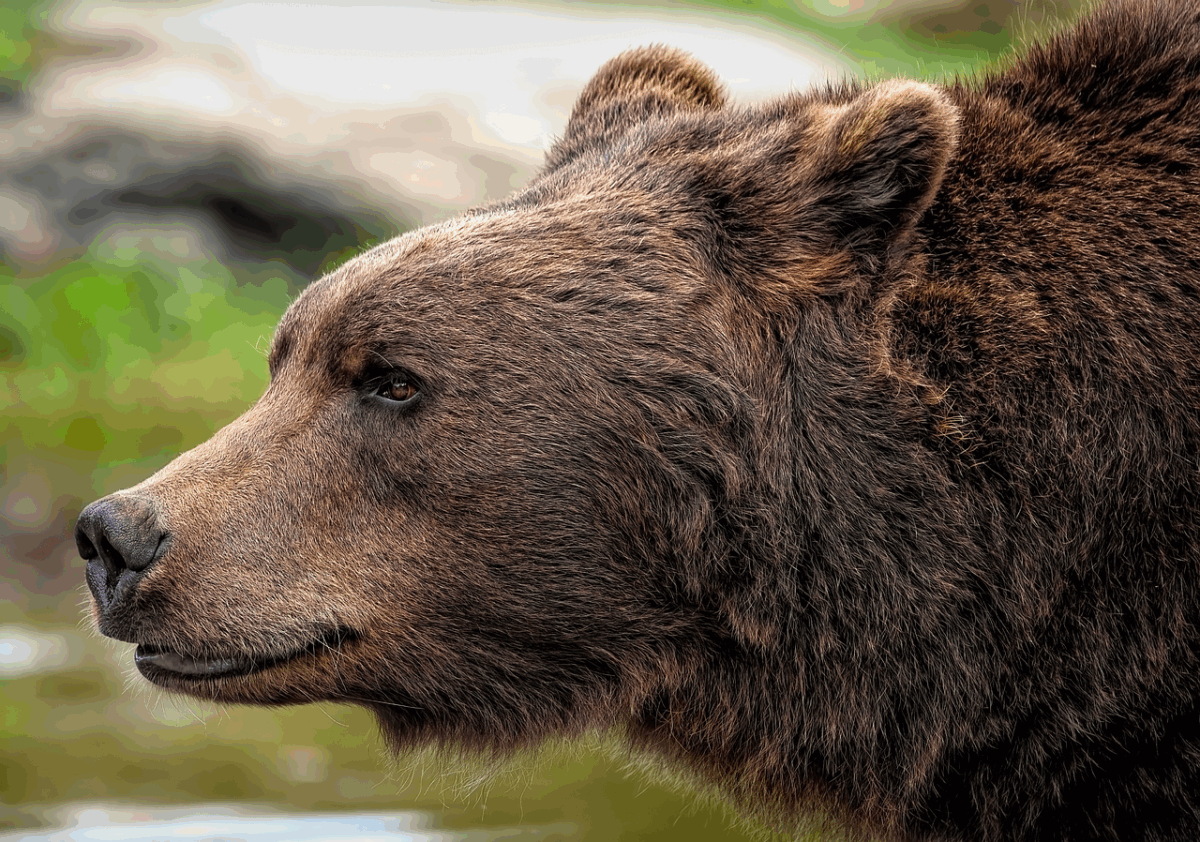 Brown colored bear outside.