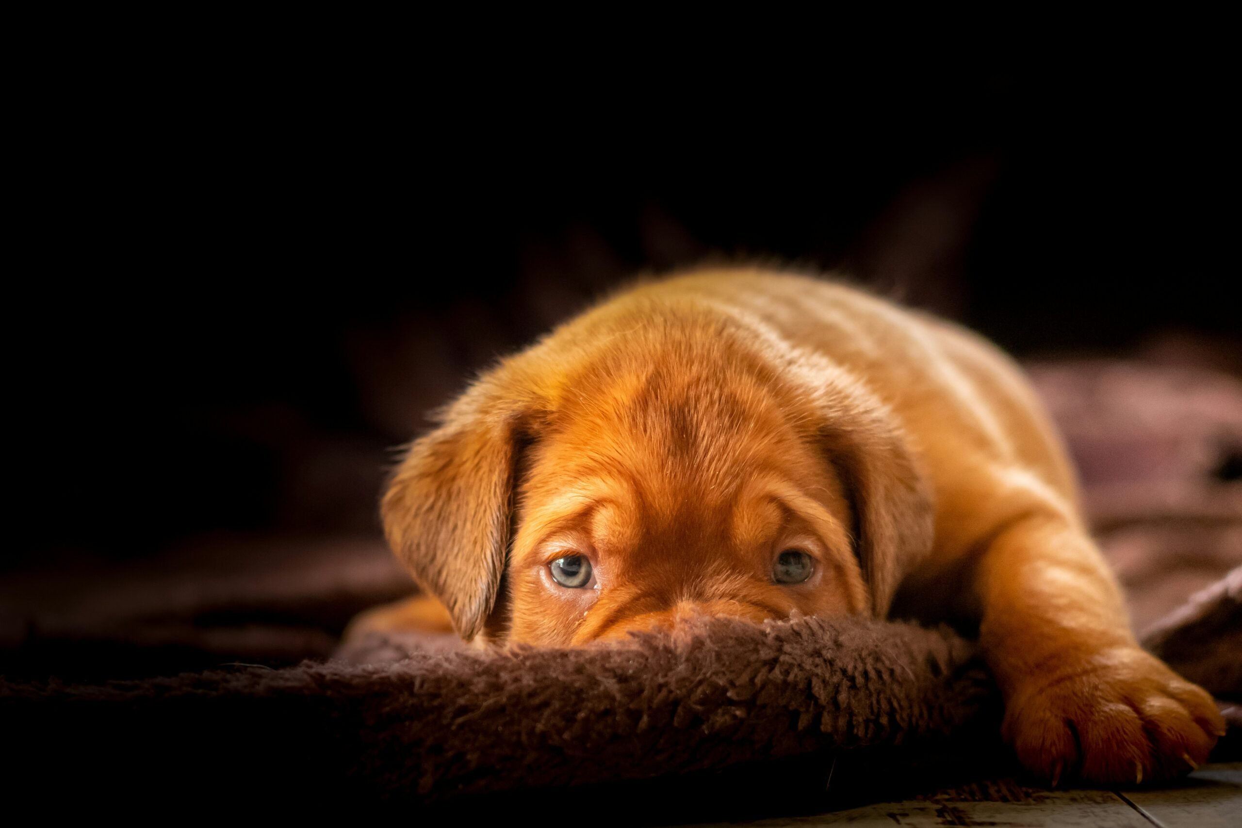 Shy brown puppy lying down while covering nose with blanket.