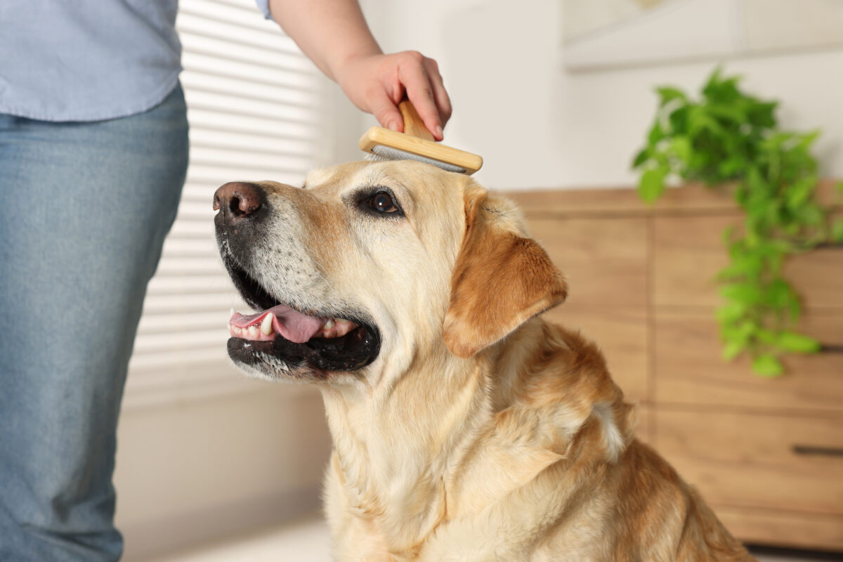 Woman brushing cute Labrador Retriever dog at home, closeup.