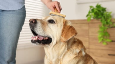 Woman brushing cute Labrador Retriever dog at home, closeup.