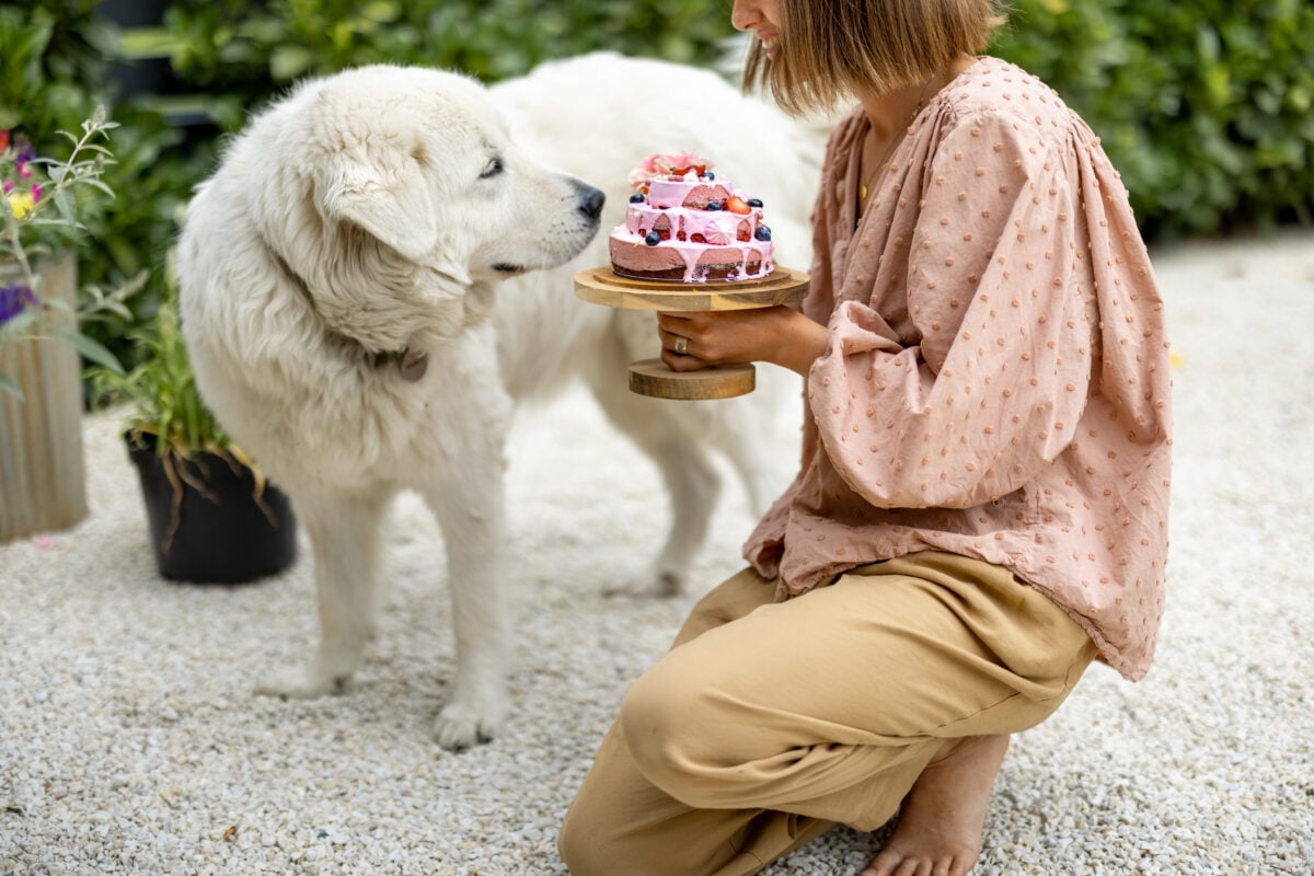 Cheerful woman playing with her adorable white dog, while sitting with festive cake in garden. 