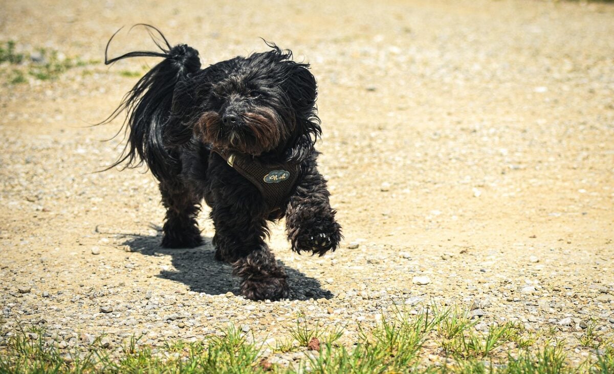 Chihuahua poodle mixed breed dog running outdoors.