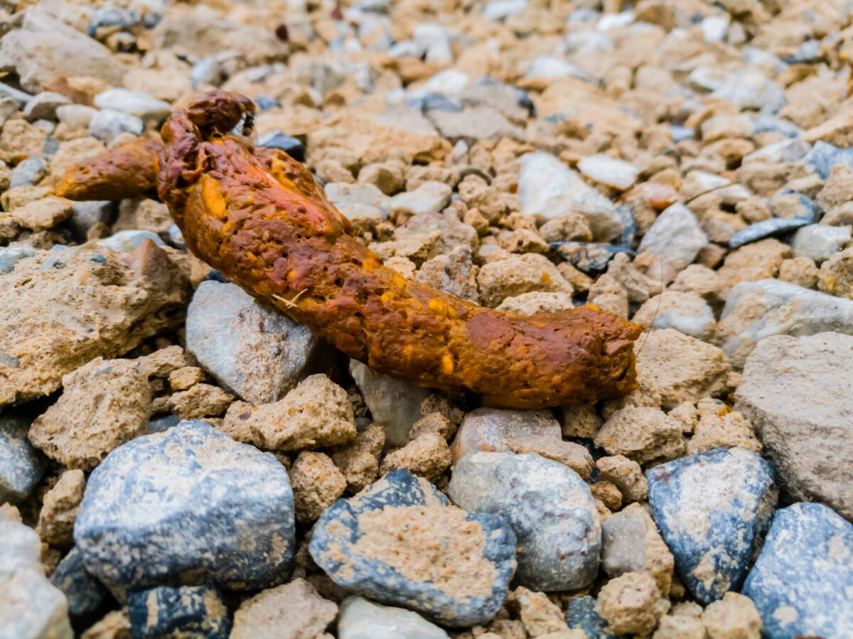 Orange dog feces on gravel background.
