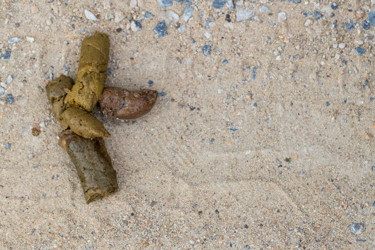 Golden, yellow, and green dog poop on sandy background.