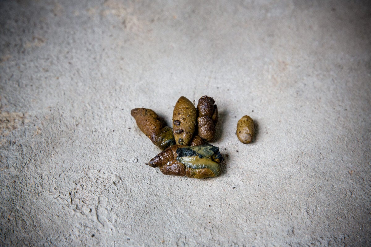 Dog poop on street with greenish-yellow discoloration and yellow mucus, indicating digestive upset.