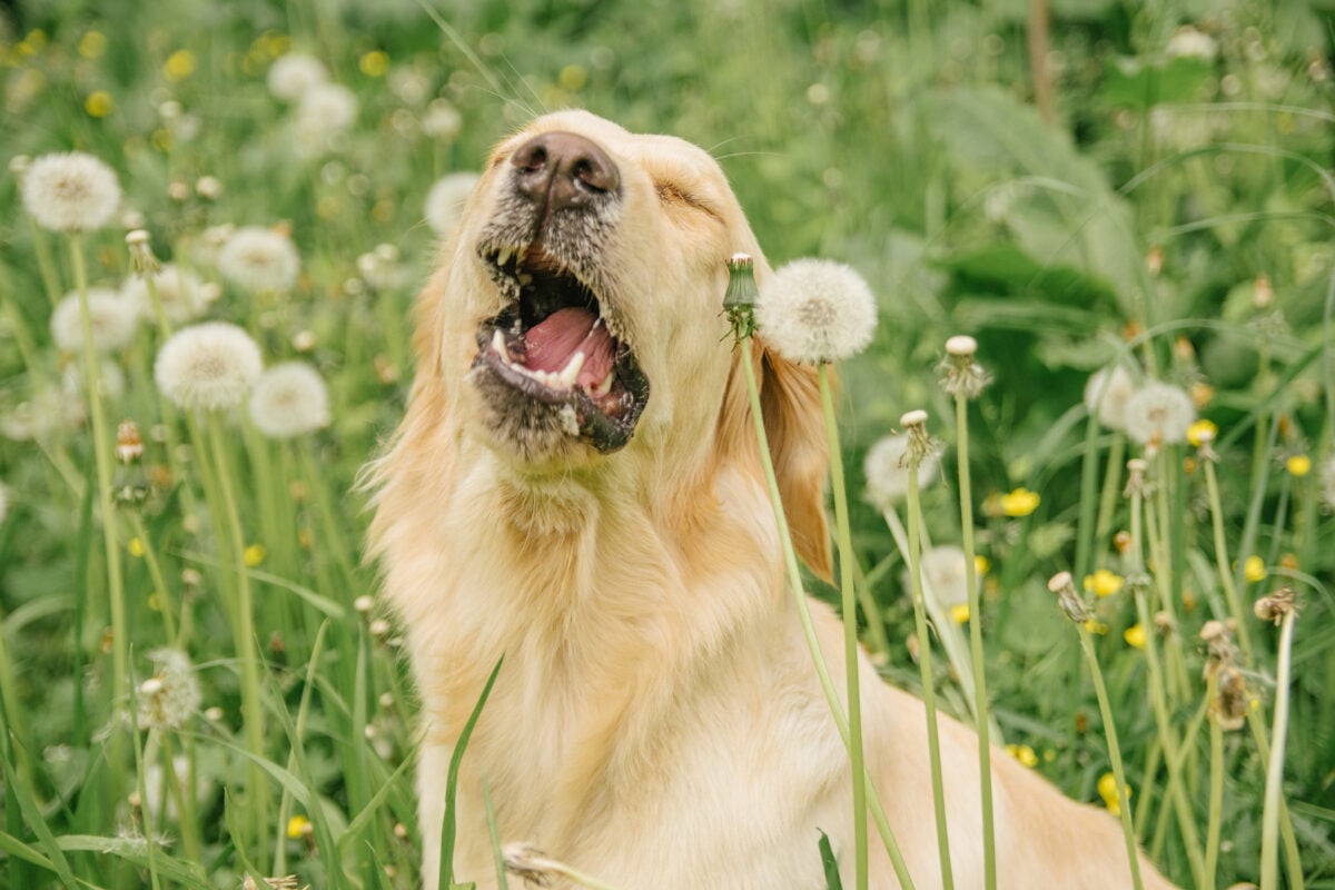 Golden Retriever sits in green grass and dandelions and is about to sneeze.
