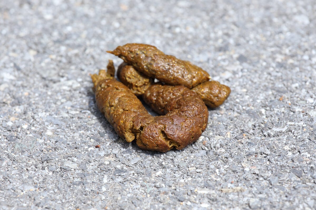 Healthy, medium-brown dog stool on gray pavement, well-formed and segmented with a firm texture.