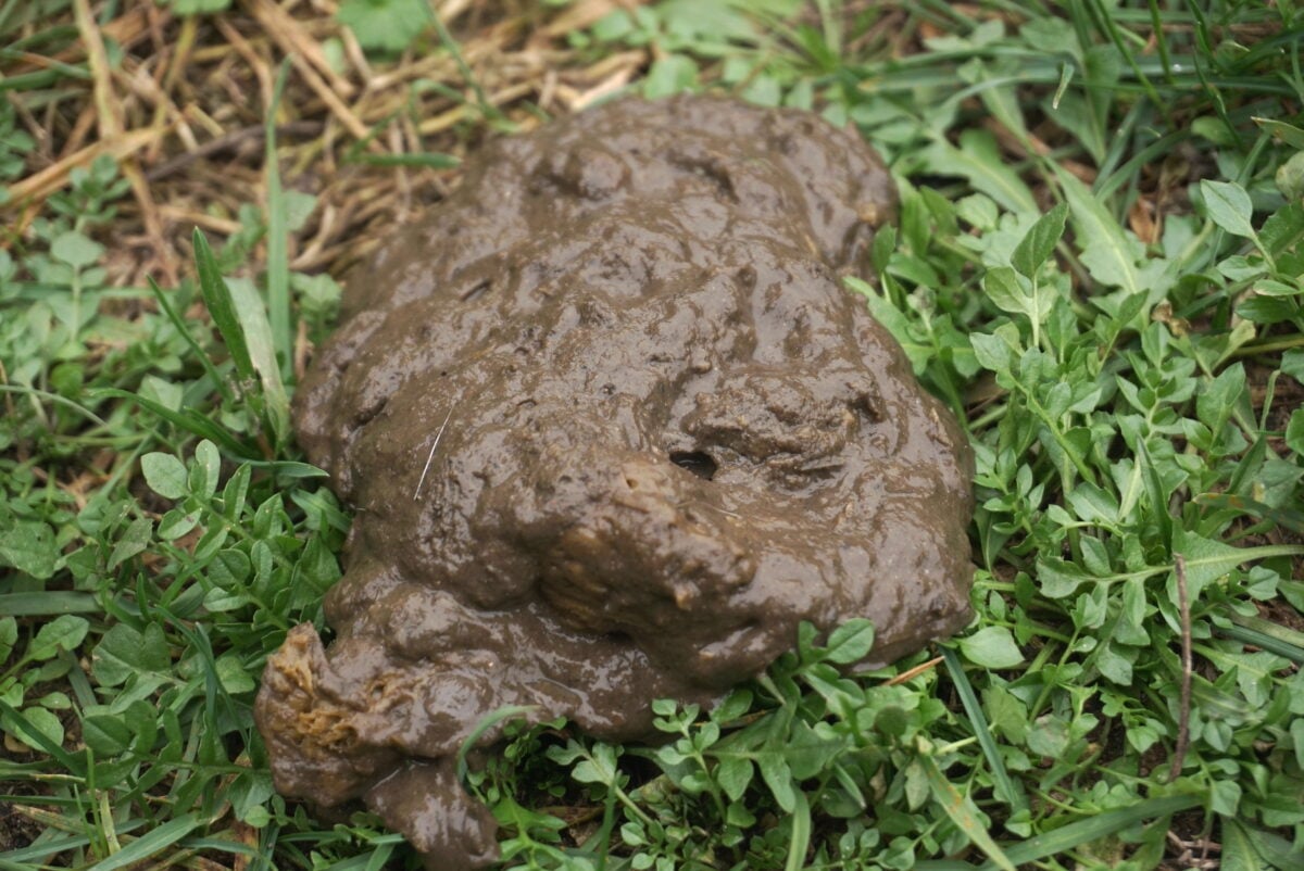 Soft, greasy dog stool on grass resembling a cow patty, a classic sign of steatorrhea caused by exocrine pancreatic insufficiency (EPI).