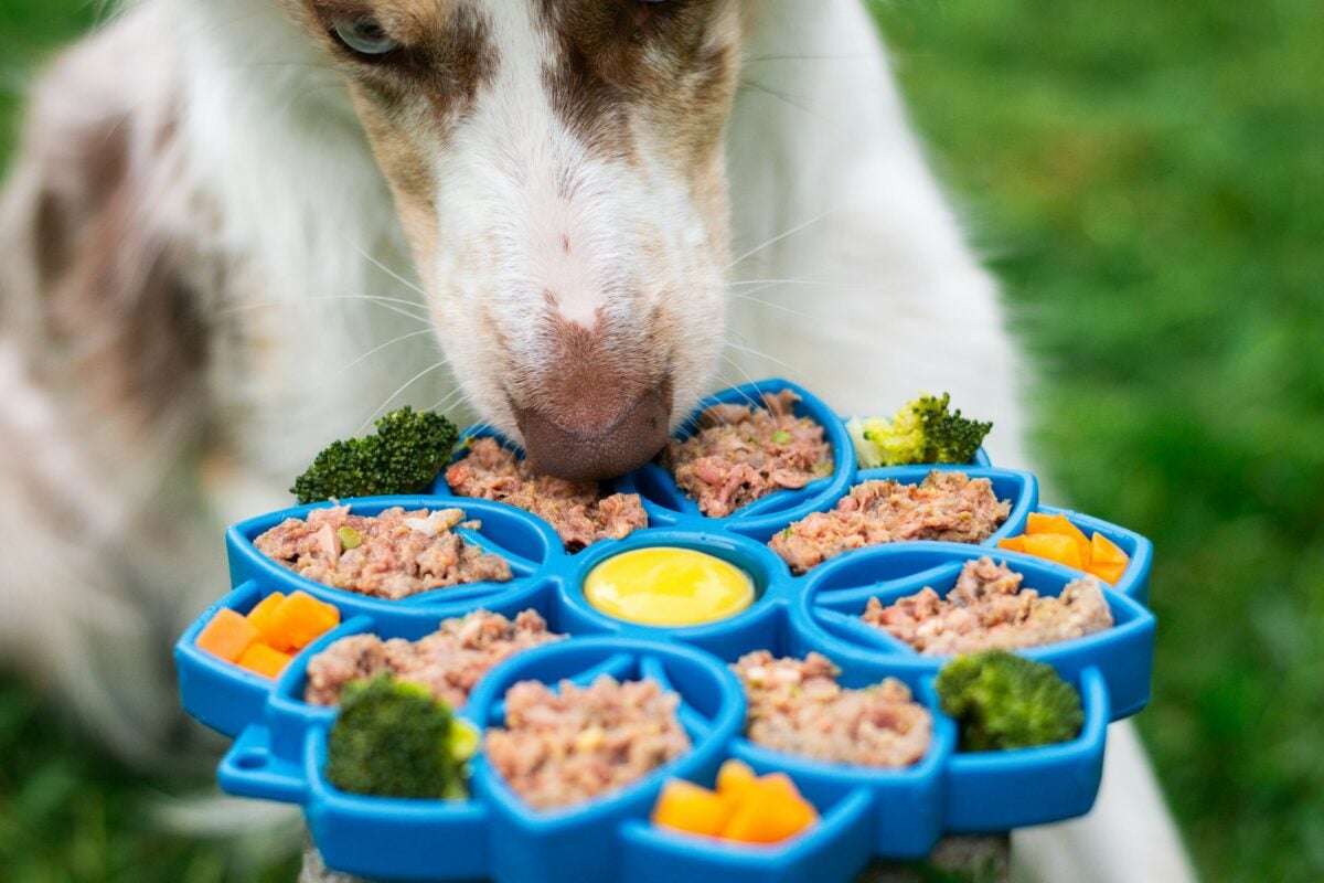 Slowfeeder for dogs, inspiration as meal for your dog.