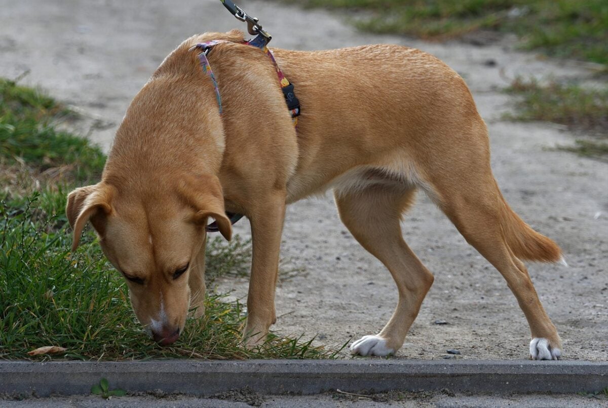 Large dog on a leash sniffing grass while on a walk.