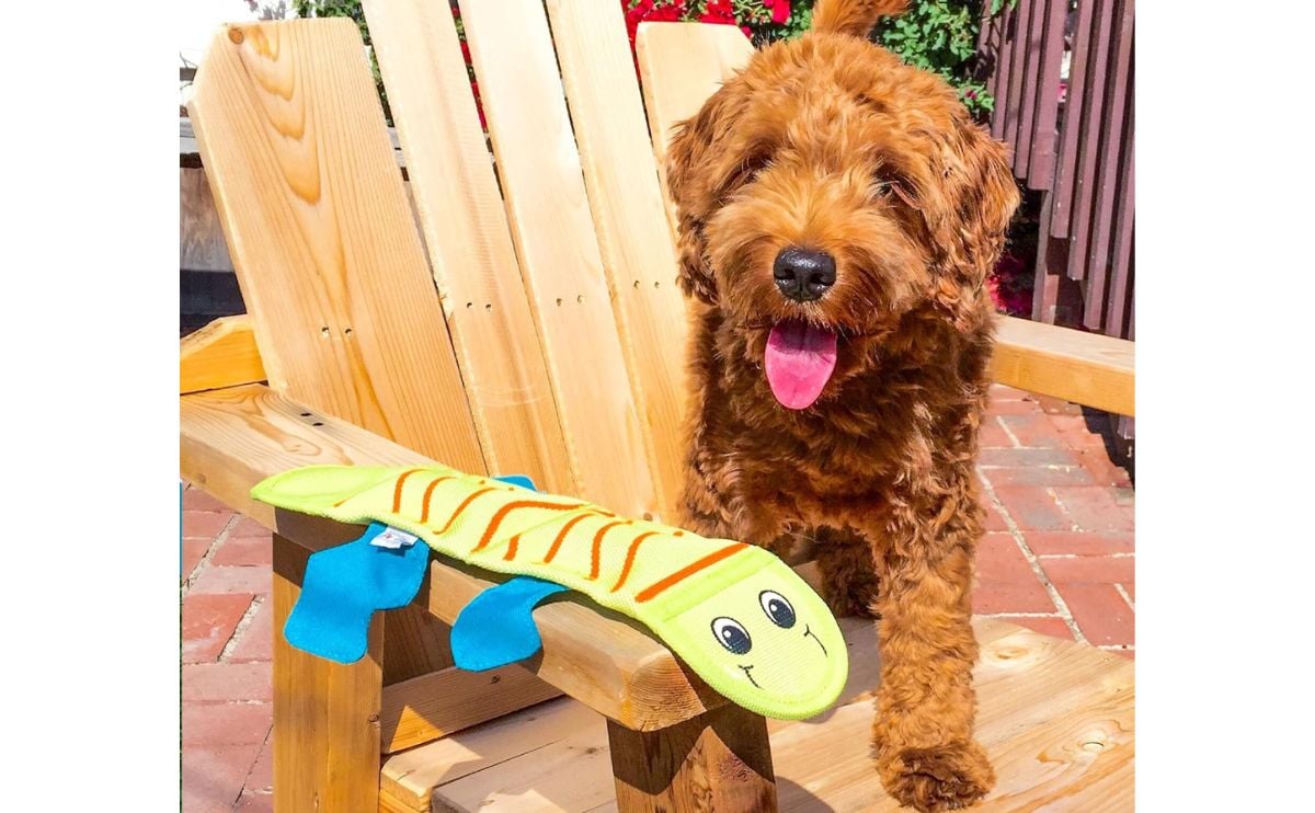 Dog sitting on a chair with the fire hose lizard toy.