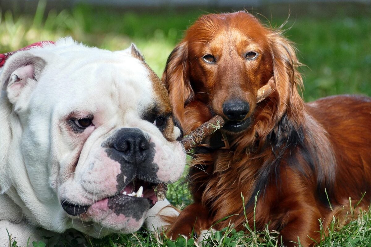 An English Bulldog and Dachshund, playing together with a stick.