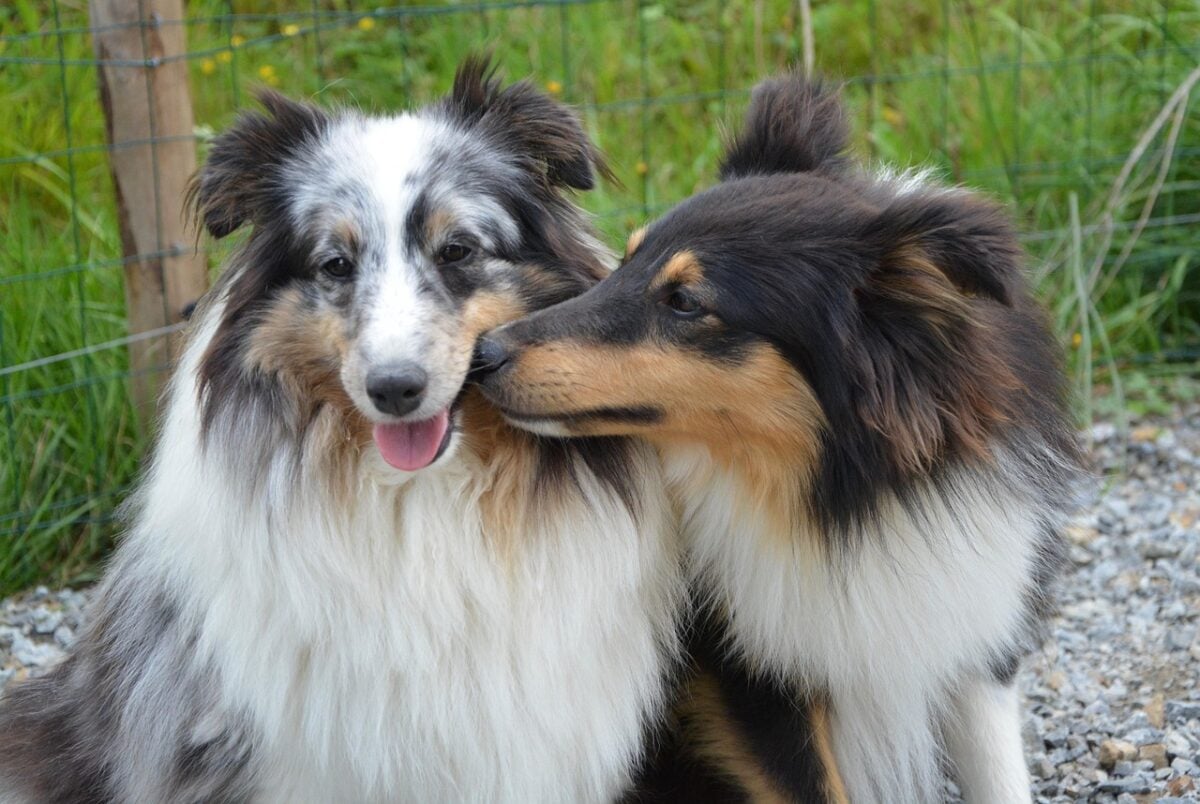dogs, nature, kiss, kisses, tenderness, female, male, animals, domestic animal.