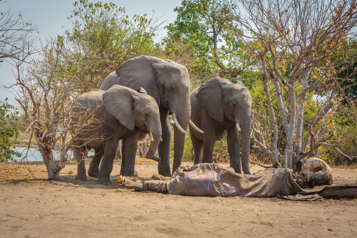Three African elephants (Loxodonta africana) mourn over the corpse of a deceased relative.