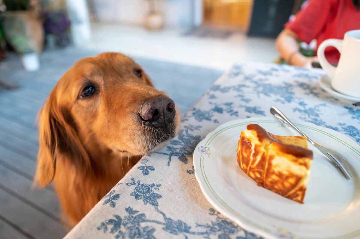Golden Retriever looks at the cake on the table.