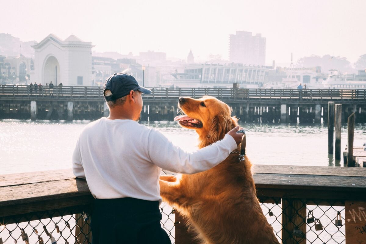 Golden Retriever dog on hind legs with front paws on fence, while male pets dog's head.