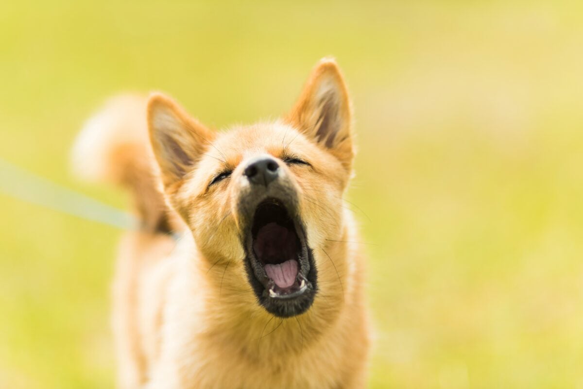 A young puppy whining.