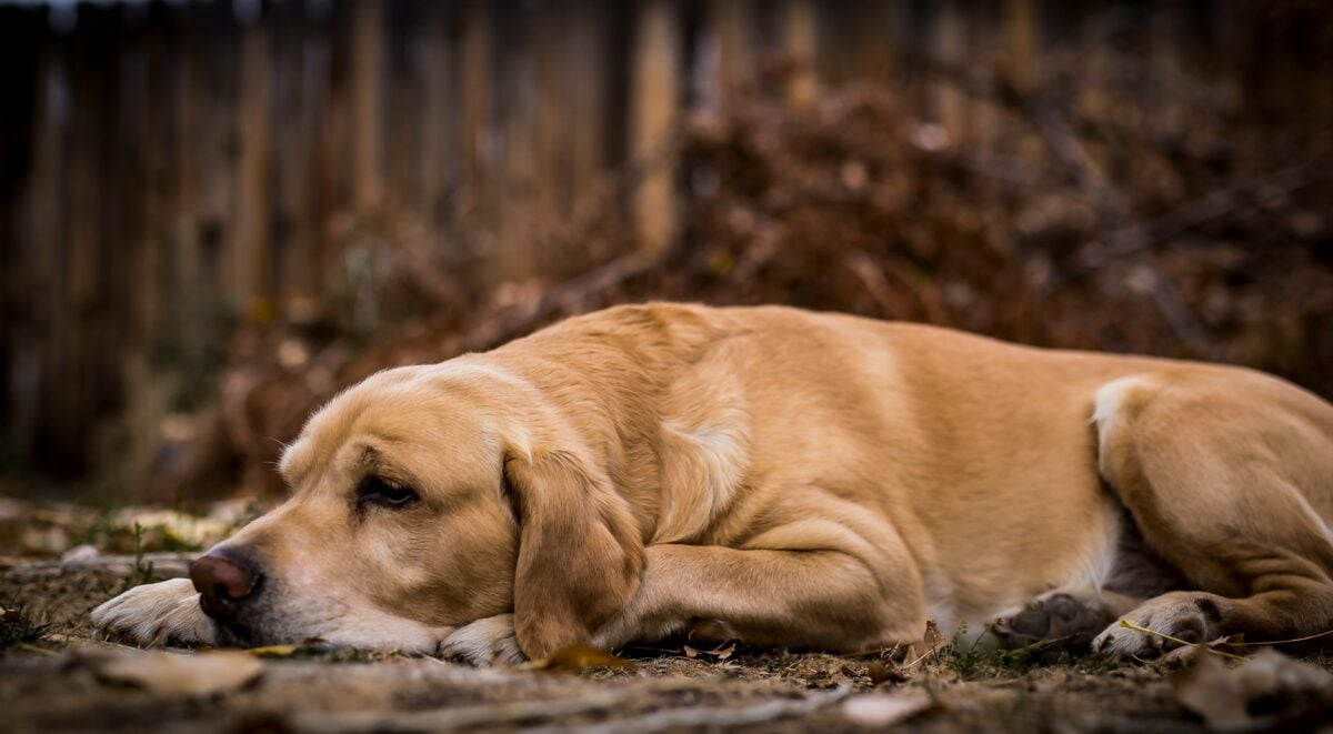 A senior Labrador Retriever lying in leaves outside looking bored.