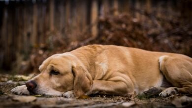 A senior Labrador Retriever lying in leaves outside looking bored.