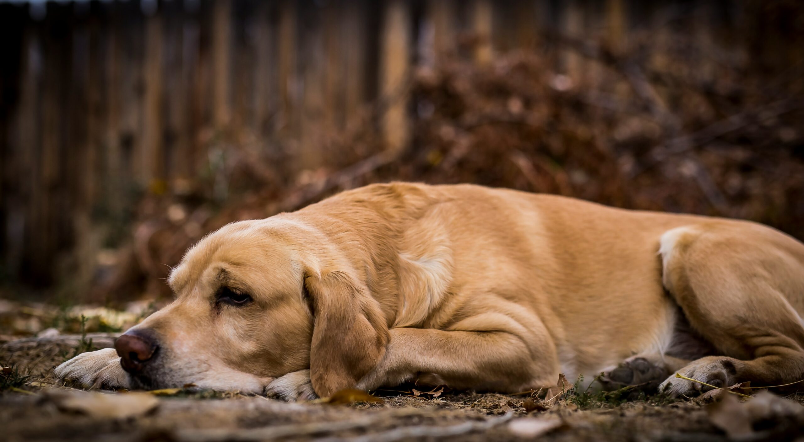 A senior Labrador Retriever lying in leaves outside looking bored.