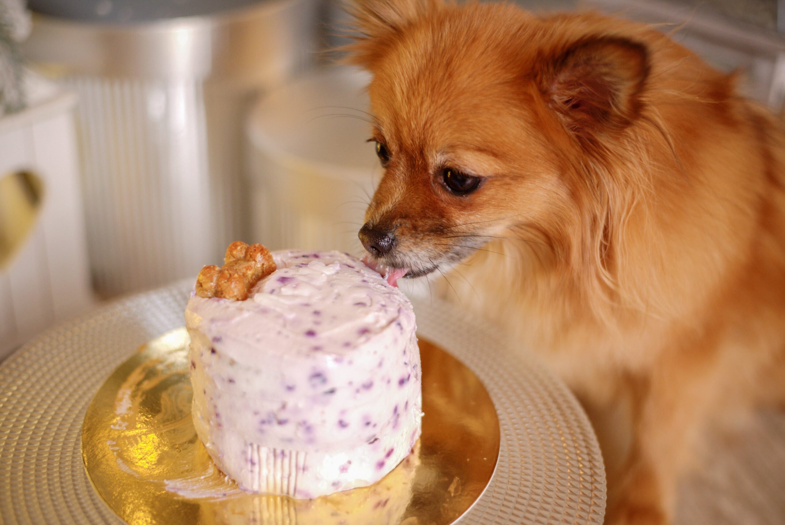 New Year's cake for dogs.
