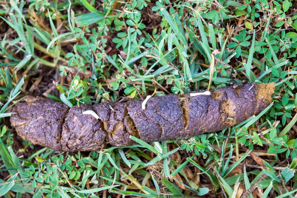 Parasite tapeworms on dog poop in grass.