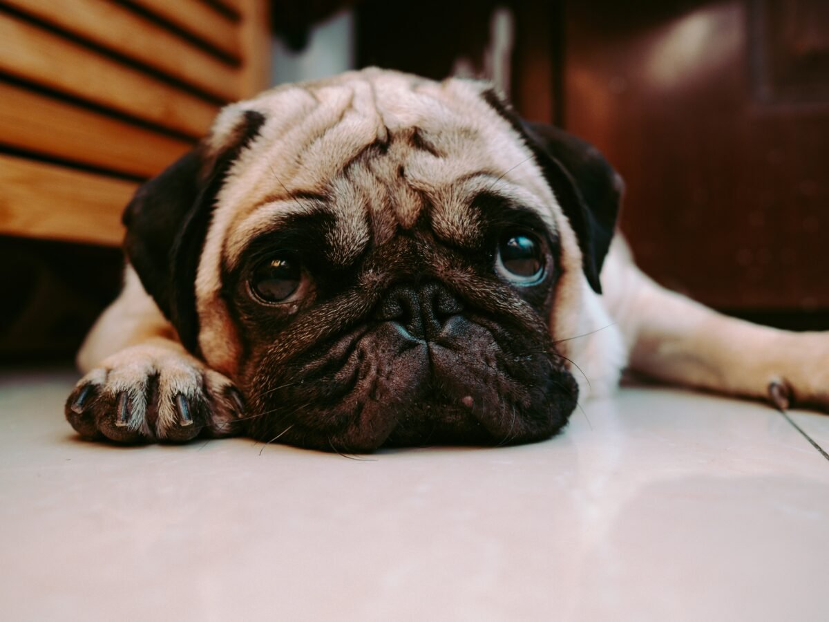 Pug lying on floor looking sad.