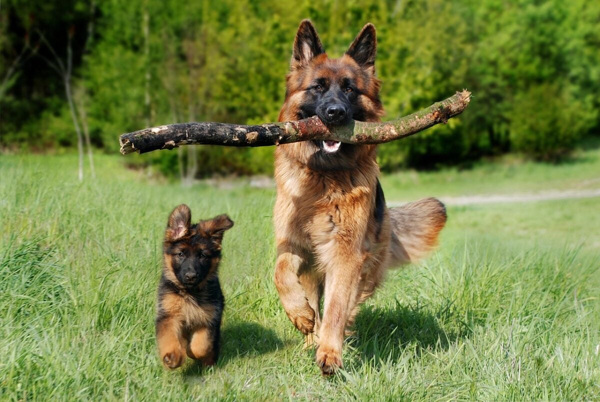 A puppy running next to an adult German Shepherd carrying a stick in its mouth. 