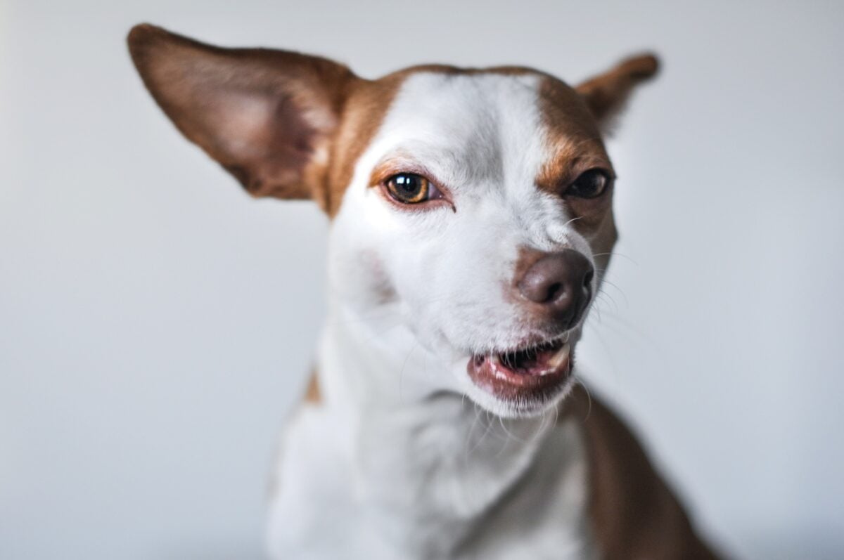 Dog scrunching nose, about to sneeze.