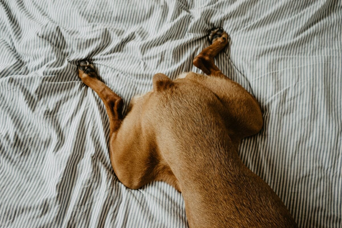 Ruby Froglegs