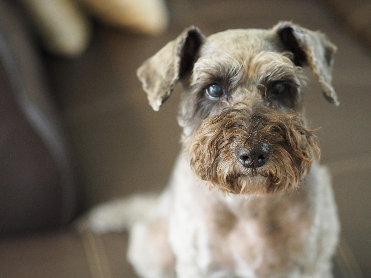 Schnauzer Poodle Schnoodle dog breed