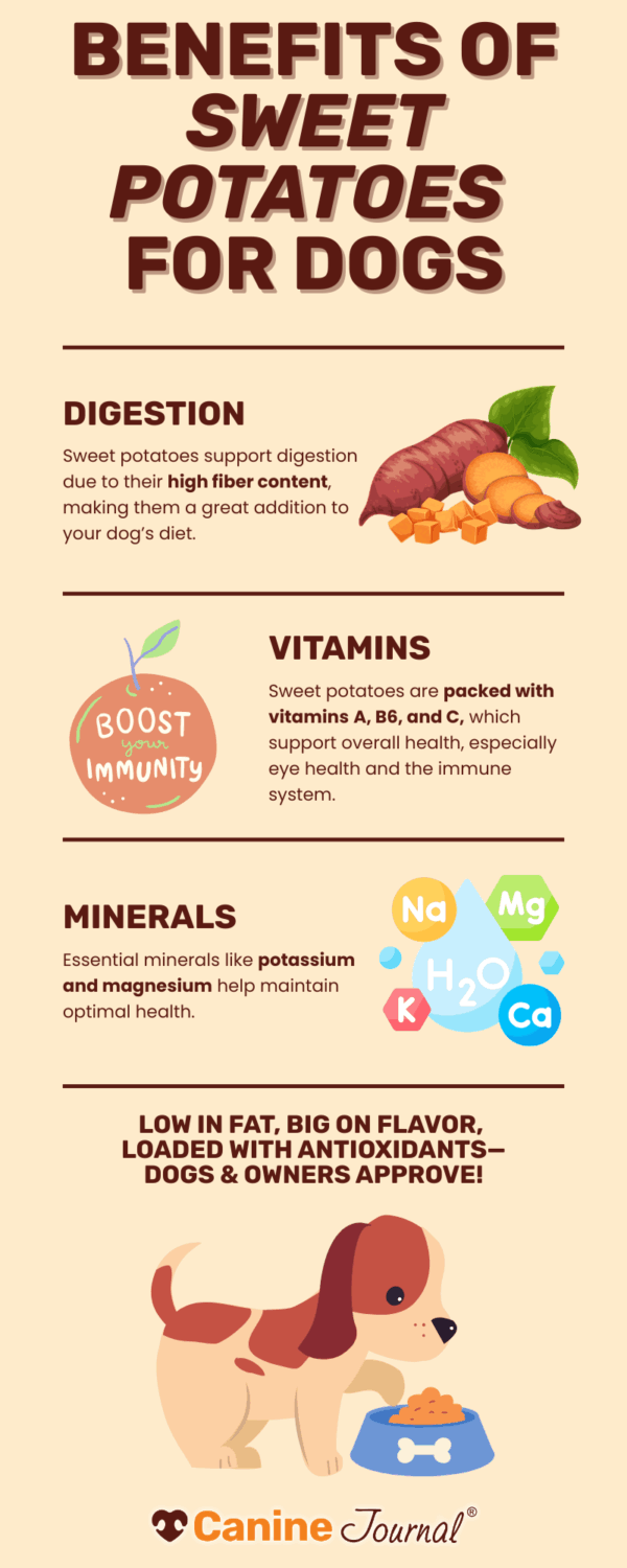 Infographic of the benefits of sweet potato treats for dogs.