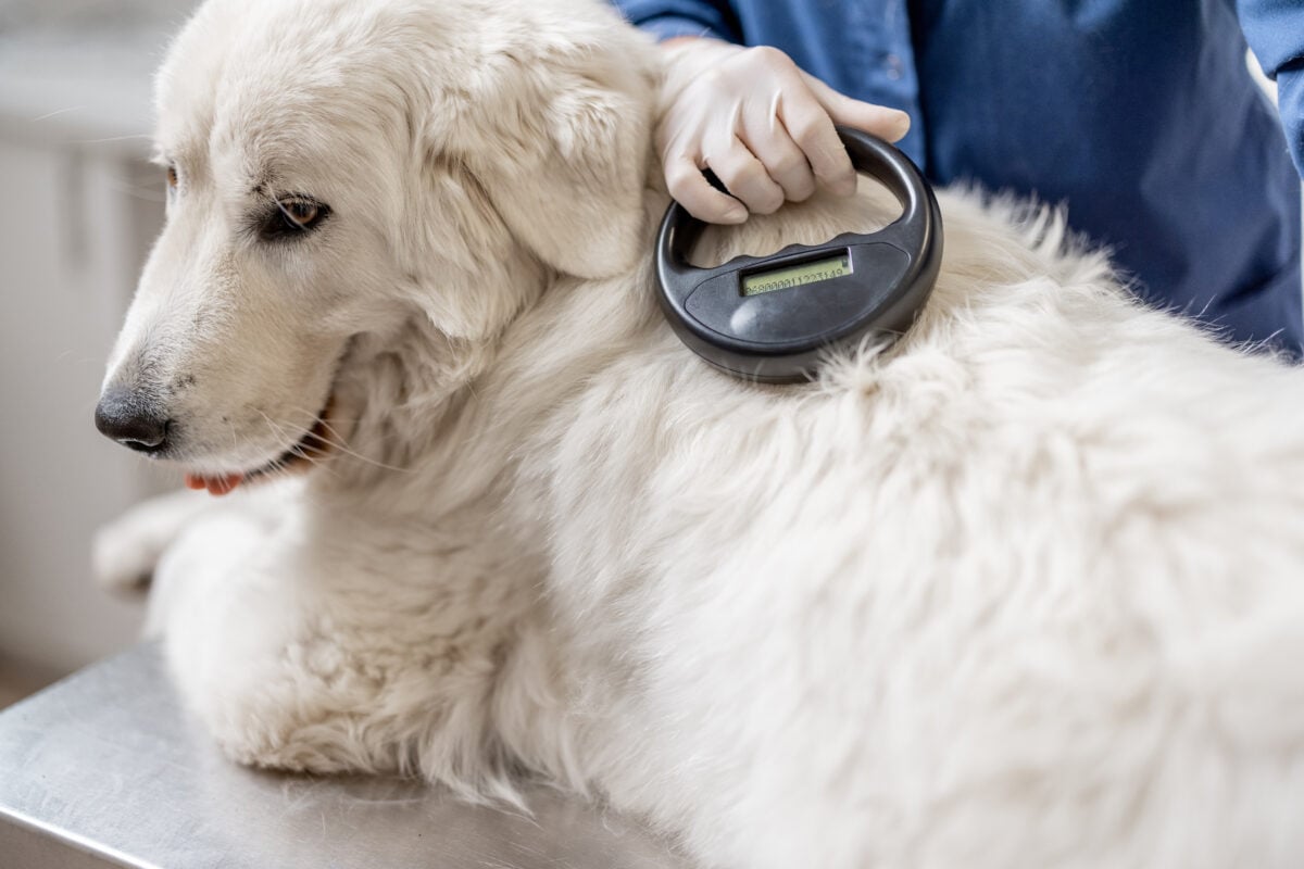 Veterinarian checking microchip implant under sheepdog dog skin in vet clinic with scanner device.