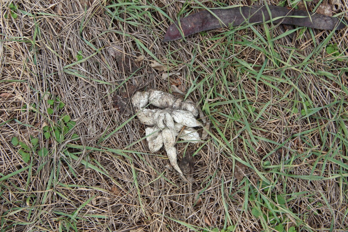 White, chalky dog poop on green grass.
