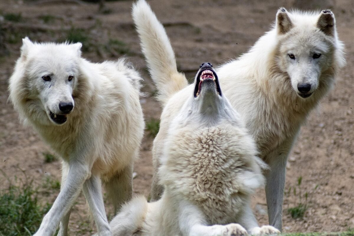 Three white wolves in nature with one howling.