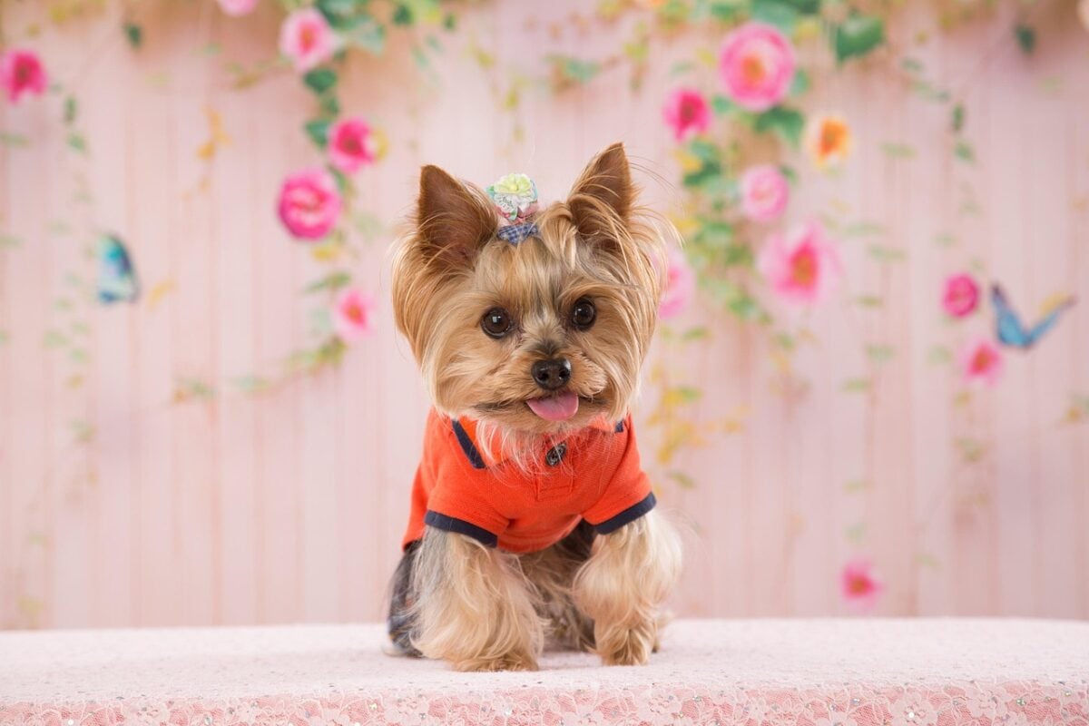 Teacup Yorkie.