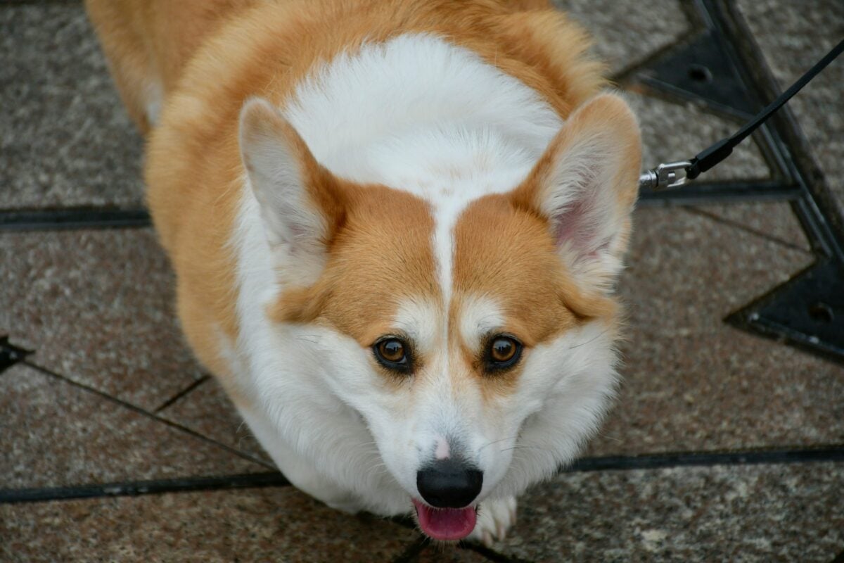 A close-up of overweight Corgi dog on leash.