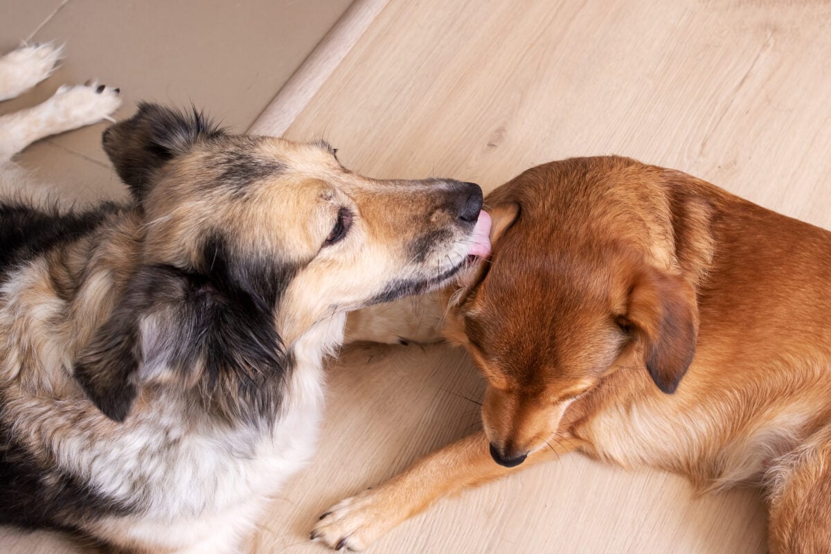 A dog licks another dog's ear closeup.