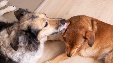 A dog licks another dog's ear closeup.