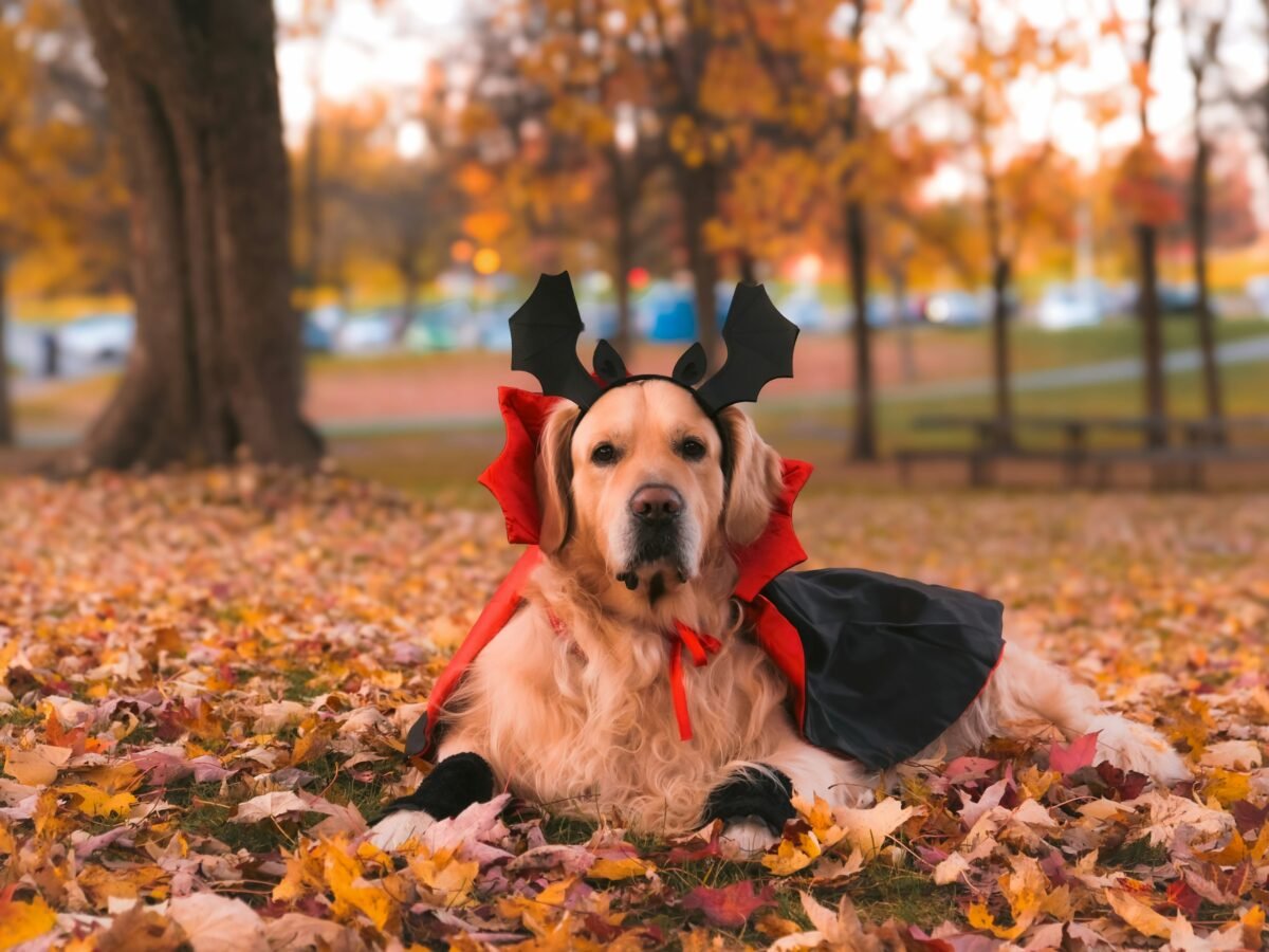 Golden Retriever wearing vampire costume while lying in autumn leaves.