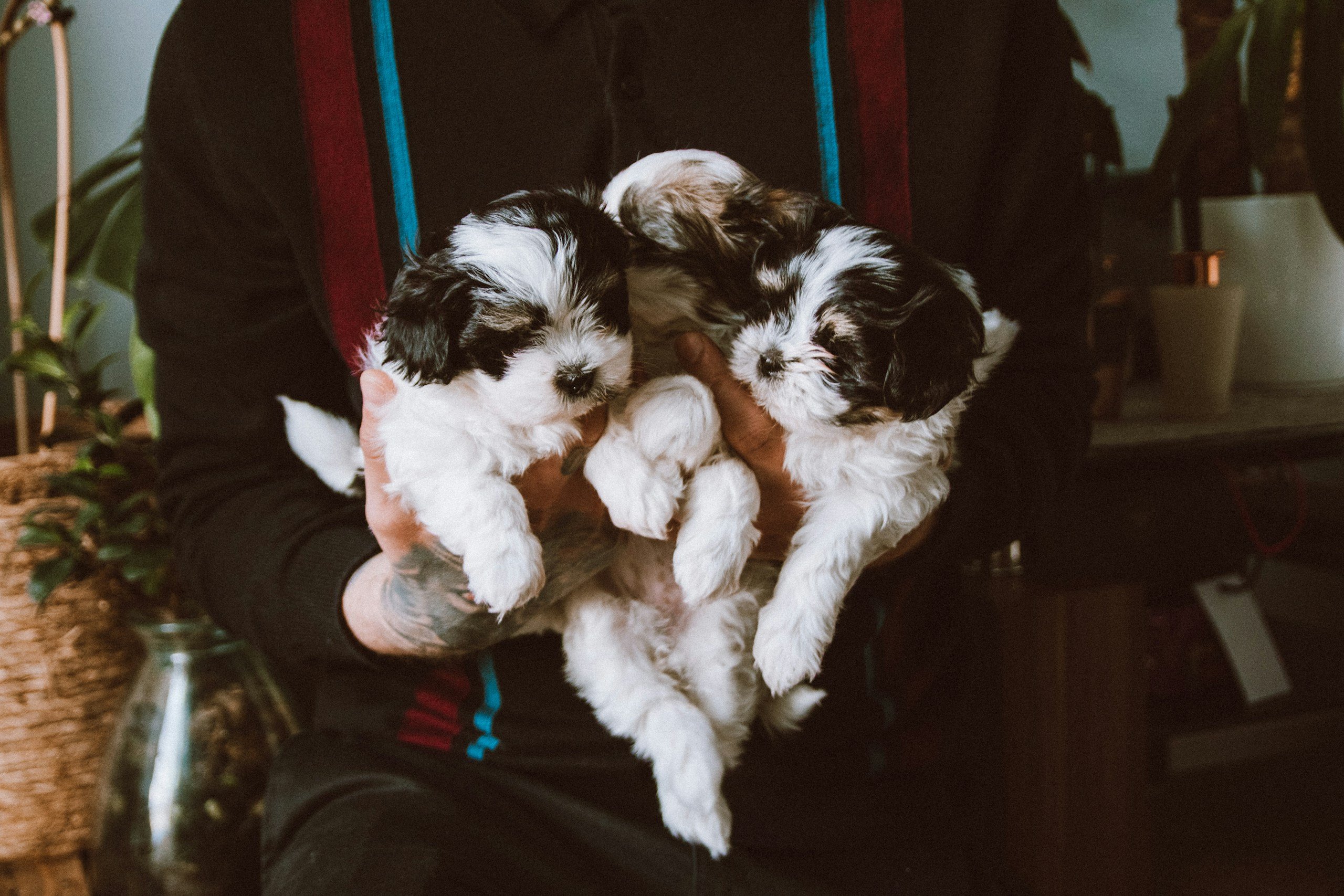 A person holding three puppies. 