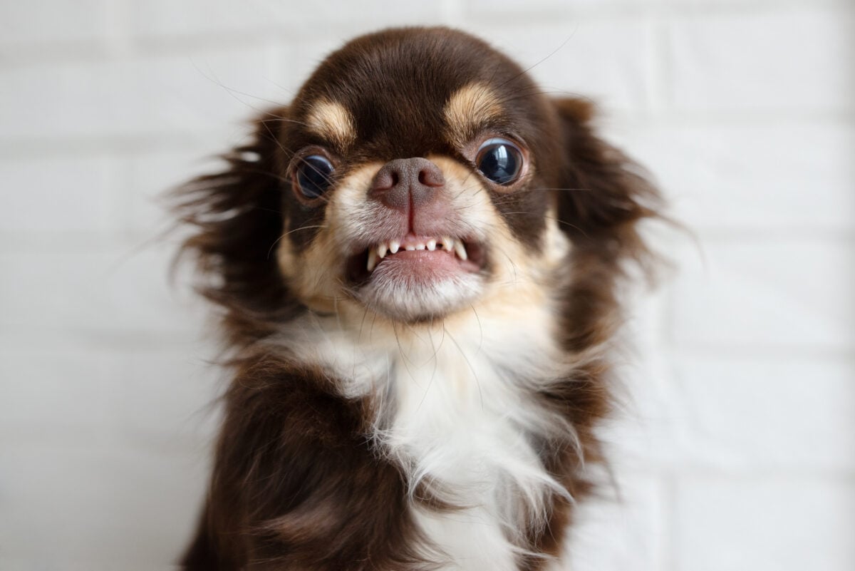 Aggressive chihuahua dog snarling and looking angry.