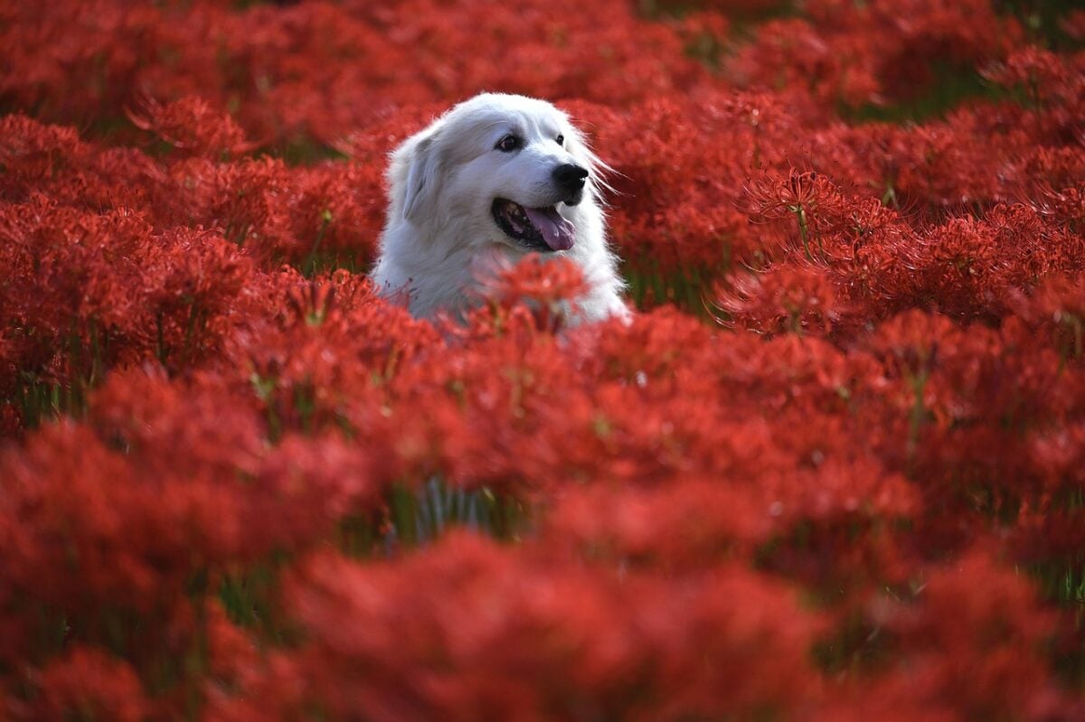 Large white dog outside in a field of red flowers. 