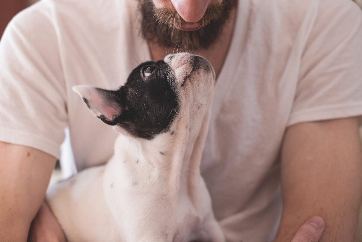 Man looking at a cute Bulldog. 