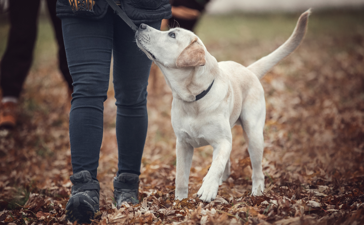 Labrador Retriever being attentive to owner on a walk.